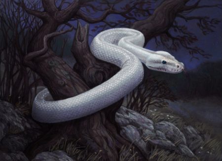 TANOKYU E A SERPENTE GIGANTE